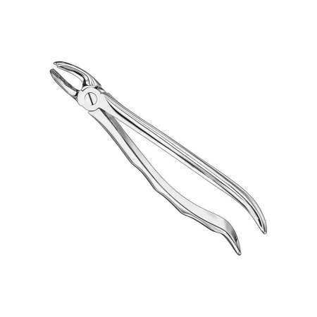 Extracting forceps, anat.